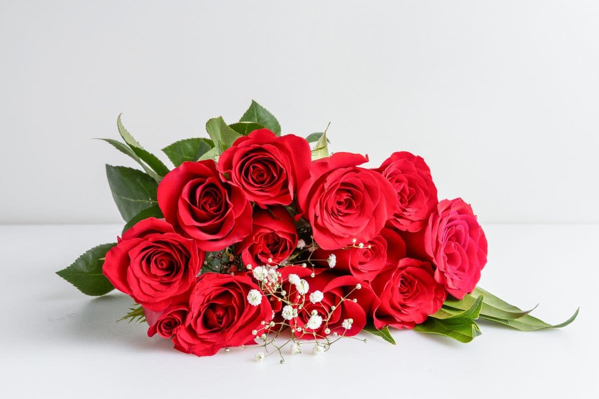Premium Dozen Roses (12 Stems)