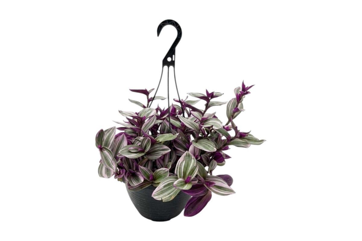 Tradescantia 'Nanouk' Hanging Basket - 10 Inch Pot
