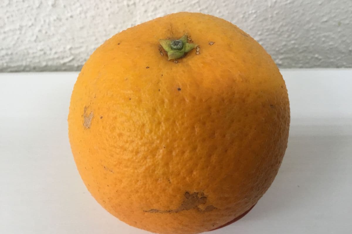 Orange (Organic) (Each)