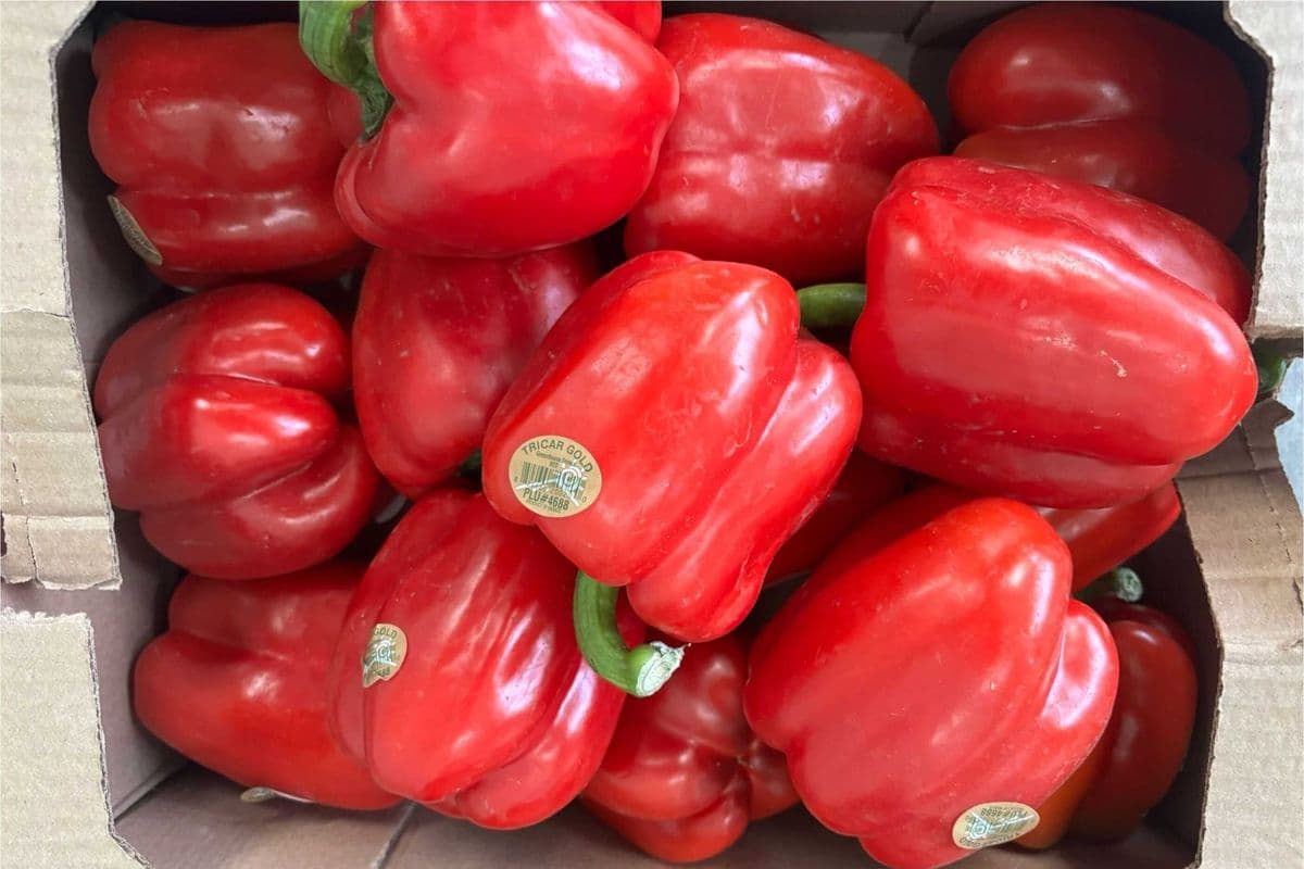 Fresh Red Bell Peppers – Individual