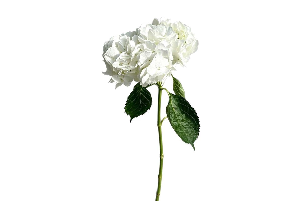 White Hydrangea - 1 Stem