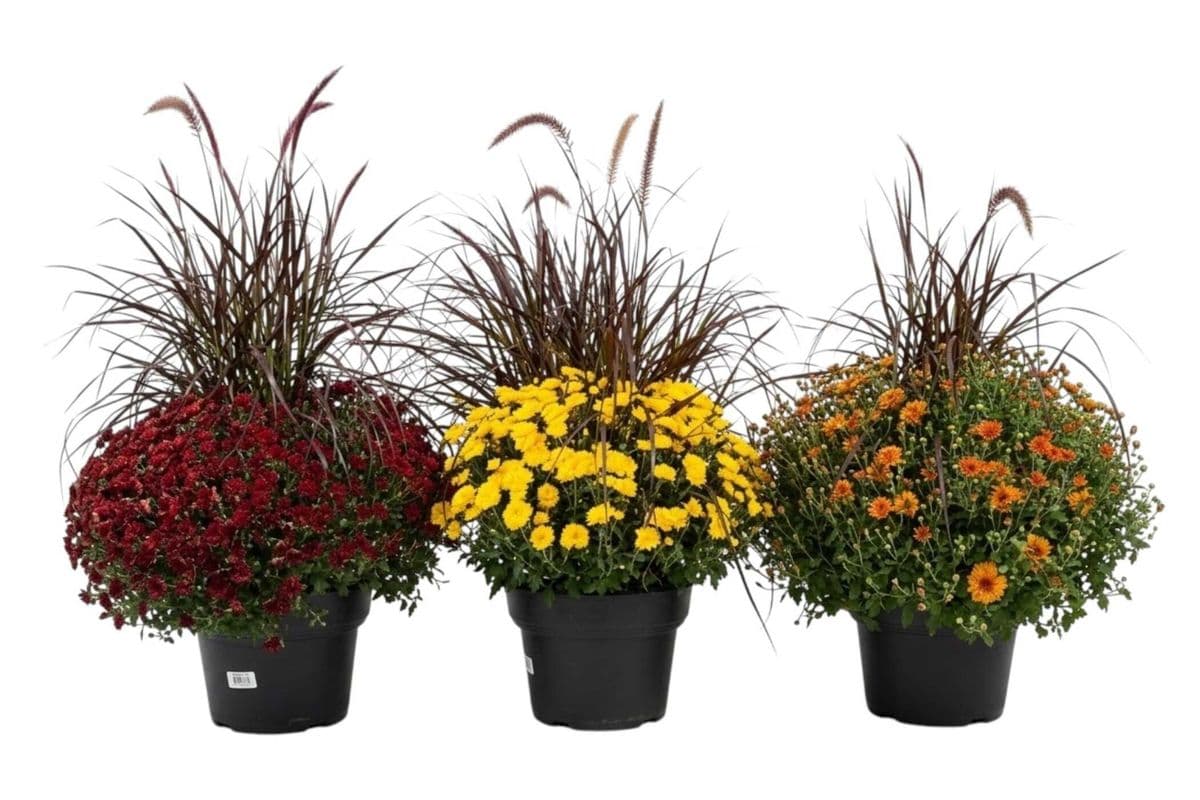 Garden Mum with Grass - 12 Inch Pot