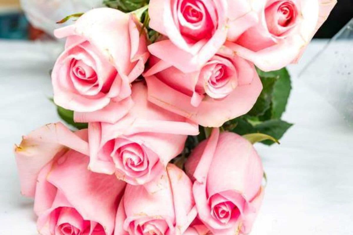 One Dozen Pink Roses