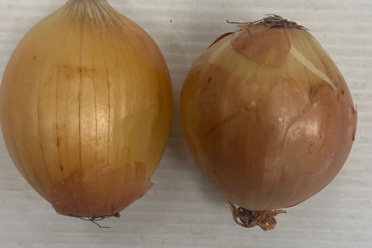 Cooking onions@$1.49/lb (1lb)