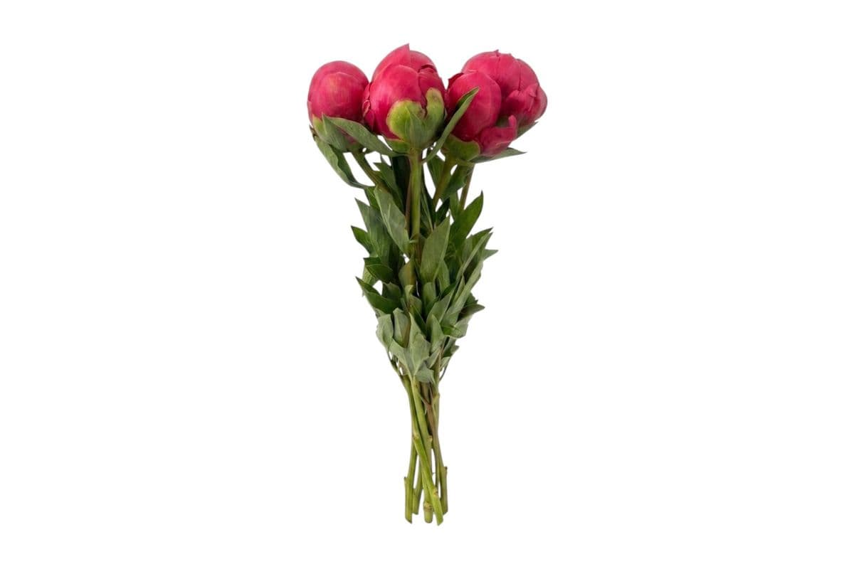 Burgundy Peony - 5 Stems