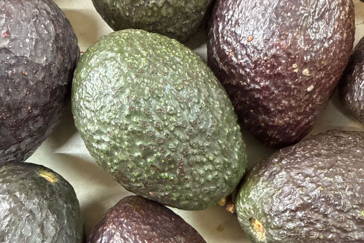 Avocado (Each)