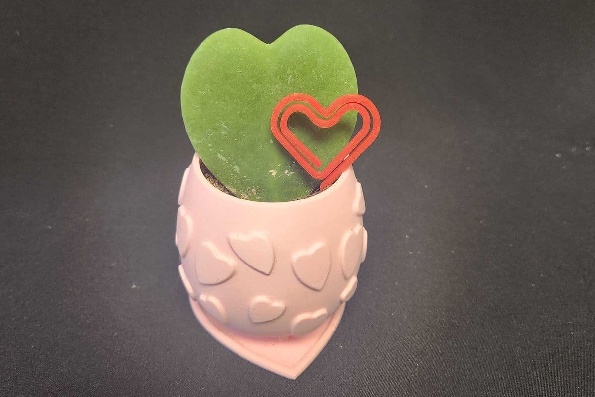 Hoya Heart