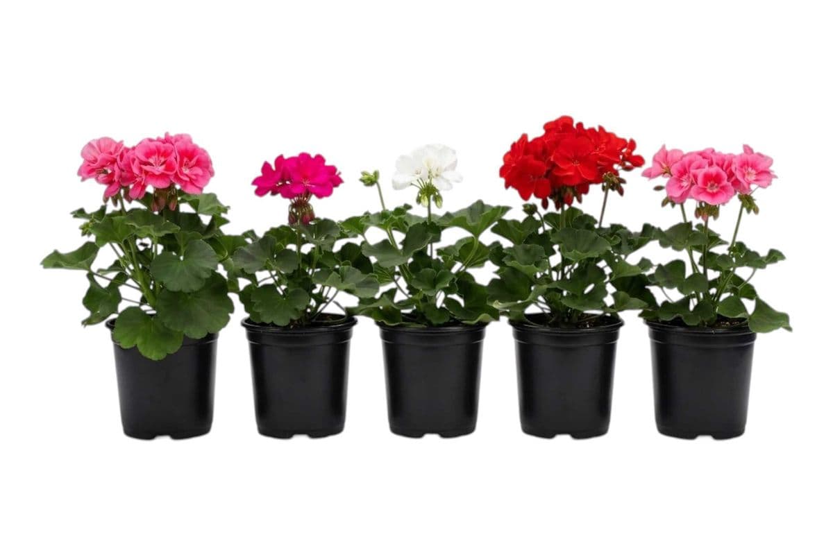 Assorted Geraniums (3.5 Inch Pot) - 5 Per Pack