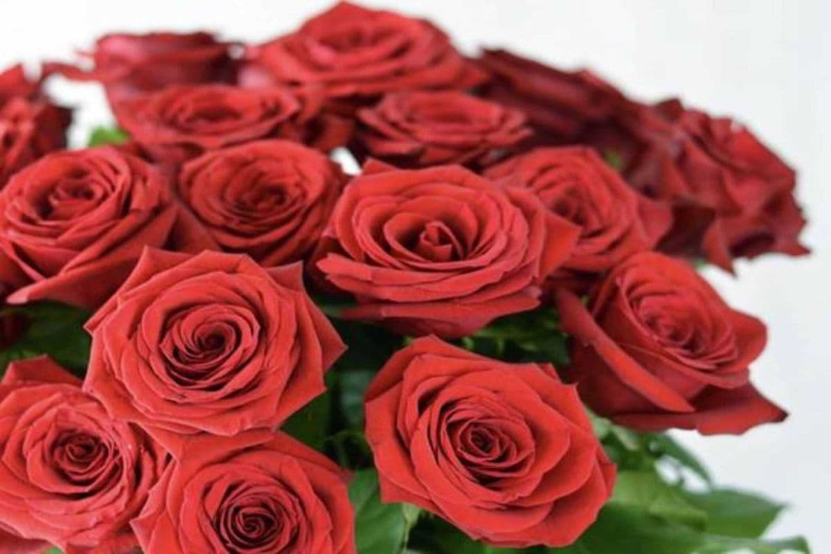 Two Dozen Red Roses