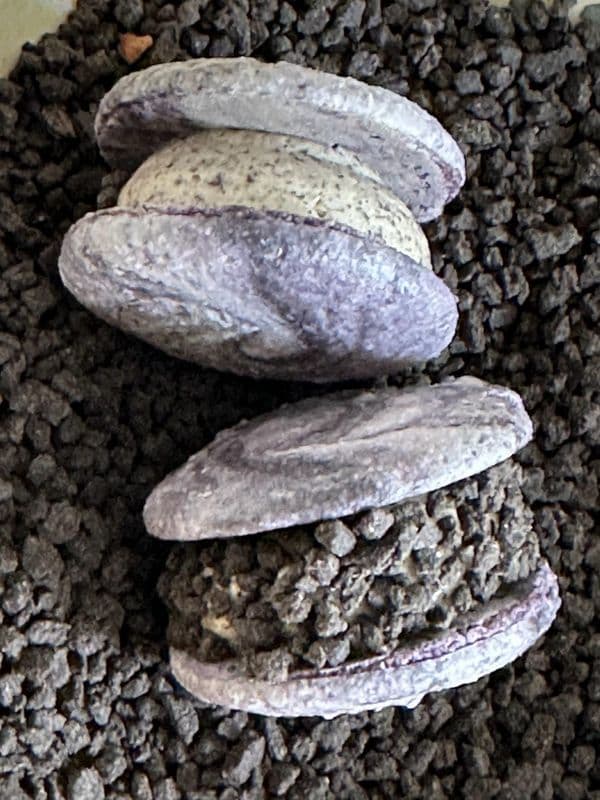 Oreo Cream Cheese Macaron