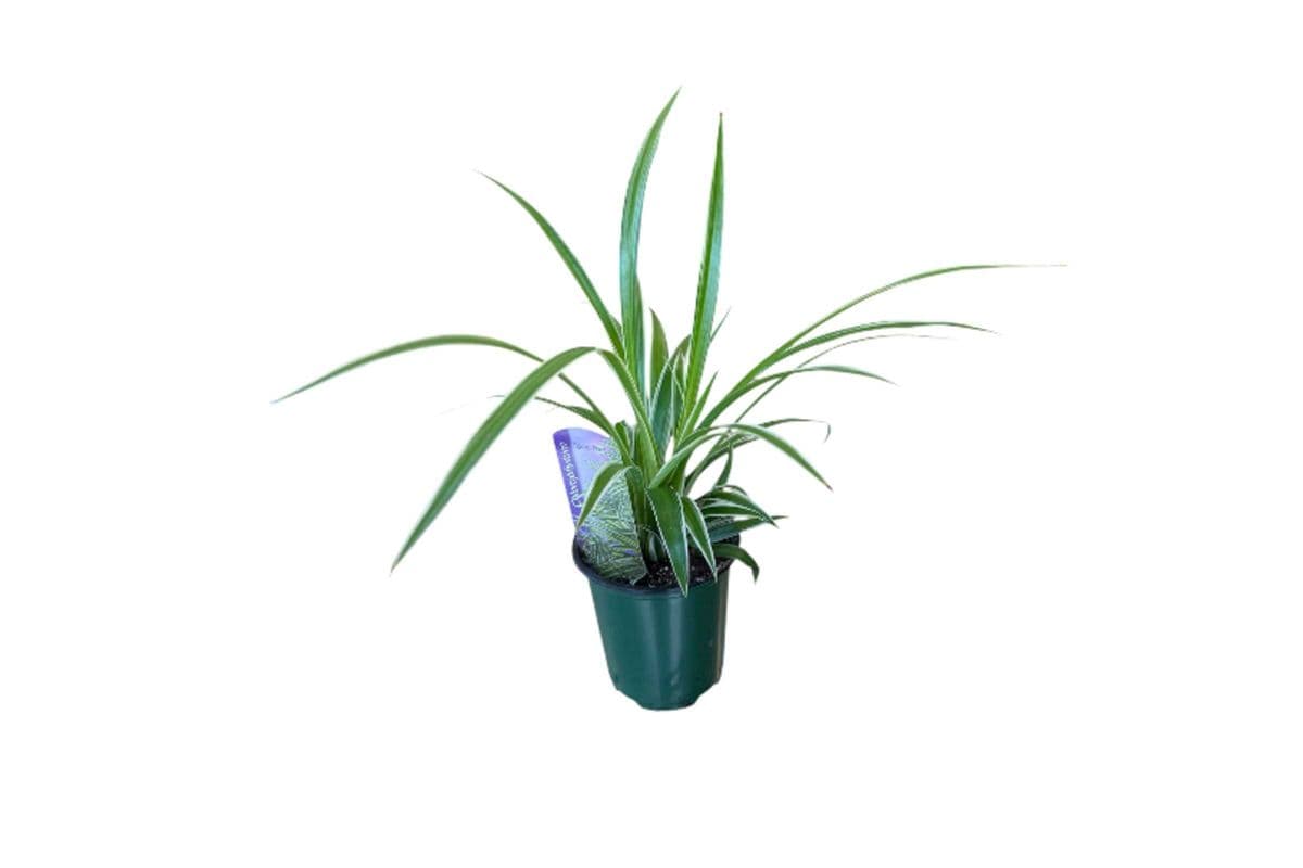 Spider Plant - 3.5 Inch Pot