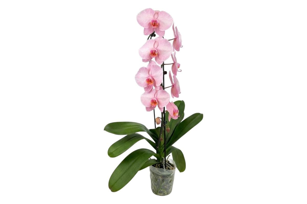 Pink Infused Cascading Orchid - 5 Inch Pot