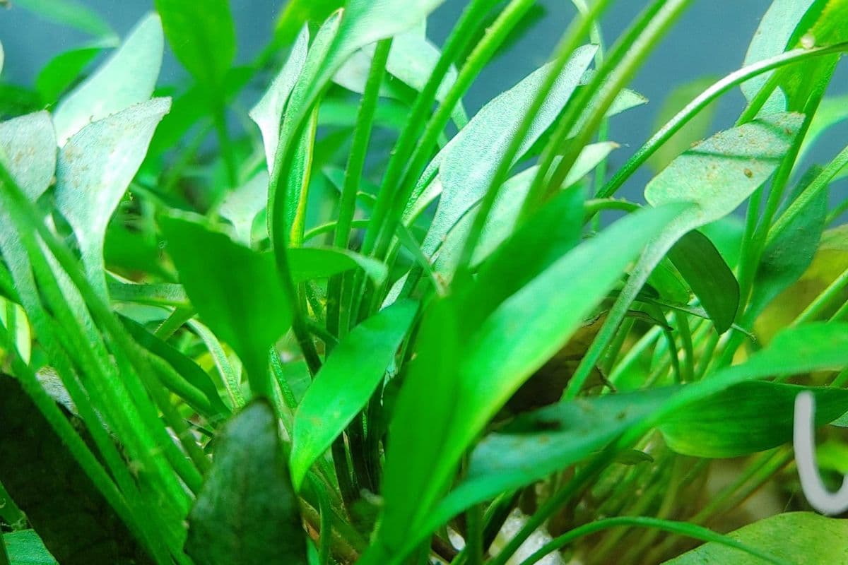 Live Plants - Cryptocoryne (1 Plant)