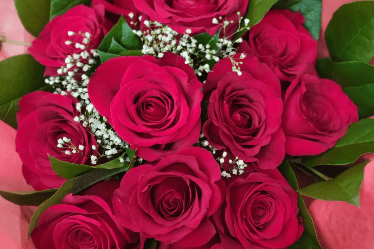 Dozen Roses (Assorted Colours)
