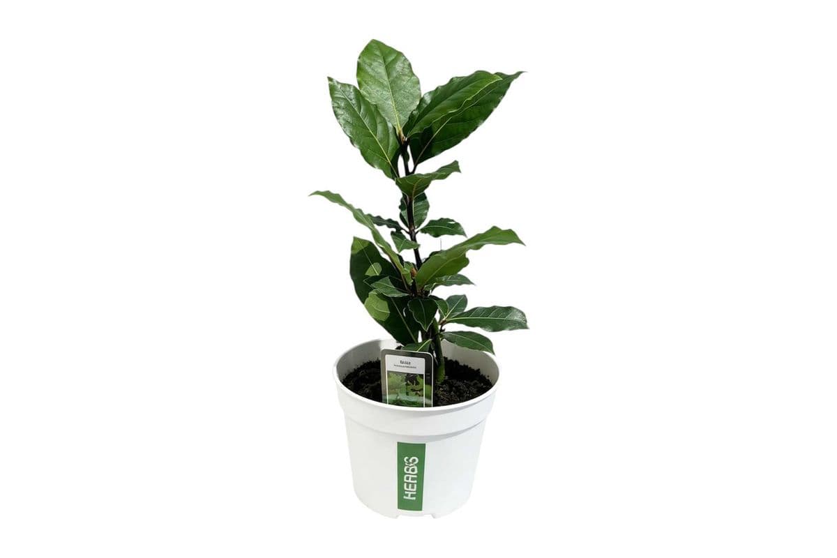 Bay Leaf - 4 Inch Pot