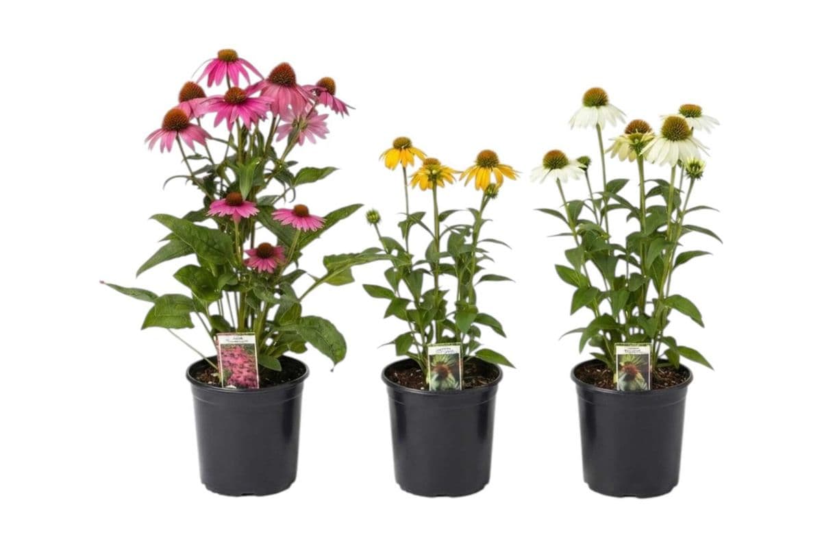 Assorted Cone Flower Trio - 6 Inch Pot