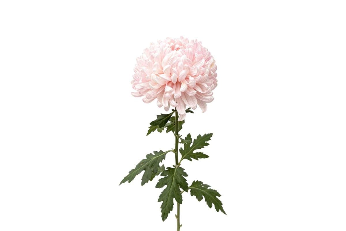 Blush Commercial Mum - 1 Stem