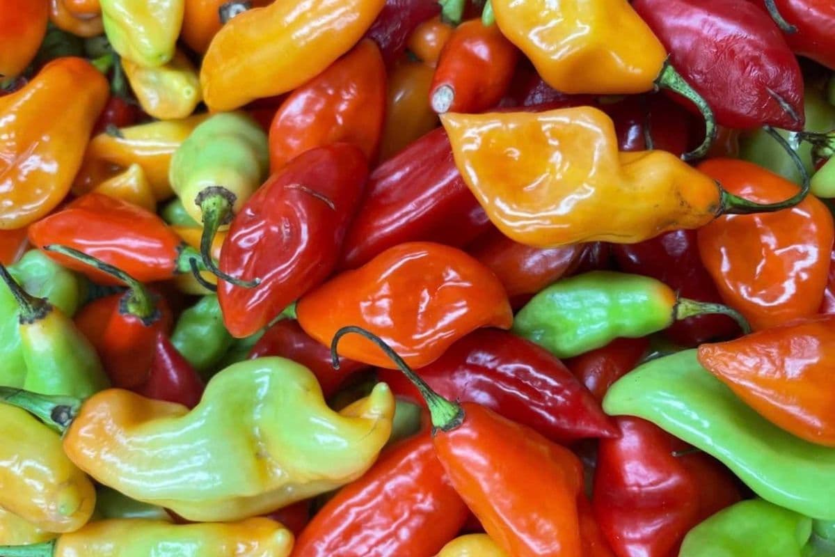 Frozen Pimento Peppers – Half Box (3 lb)