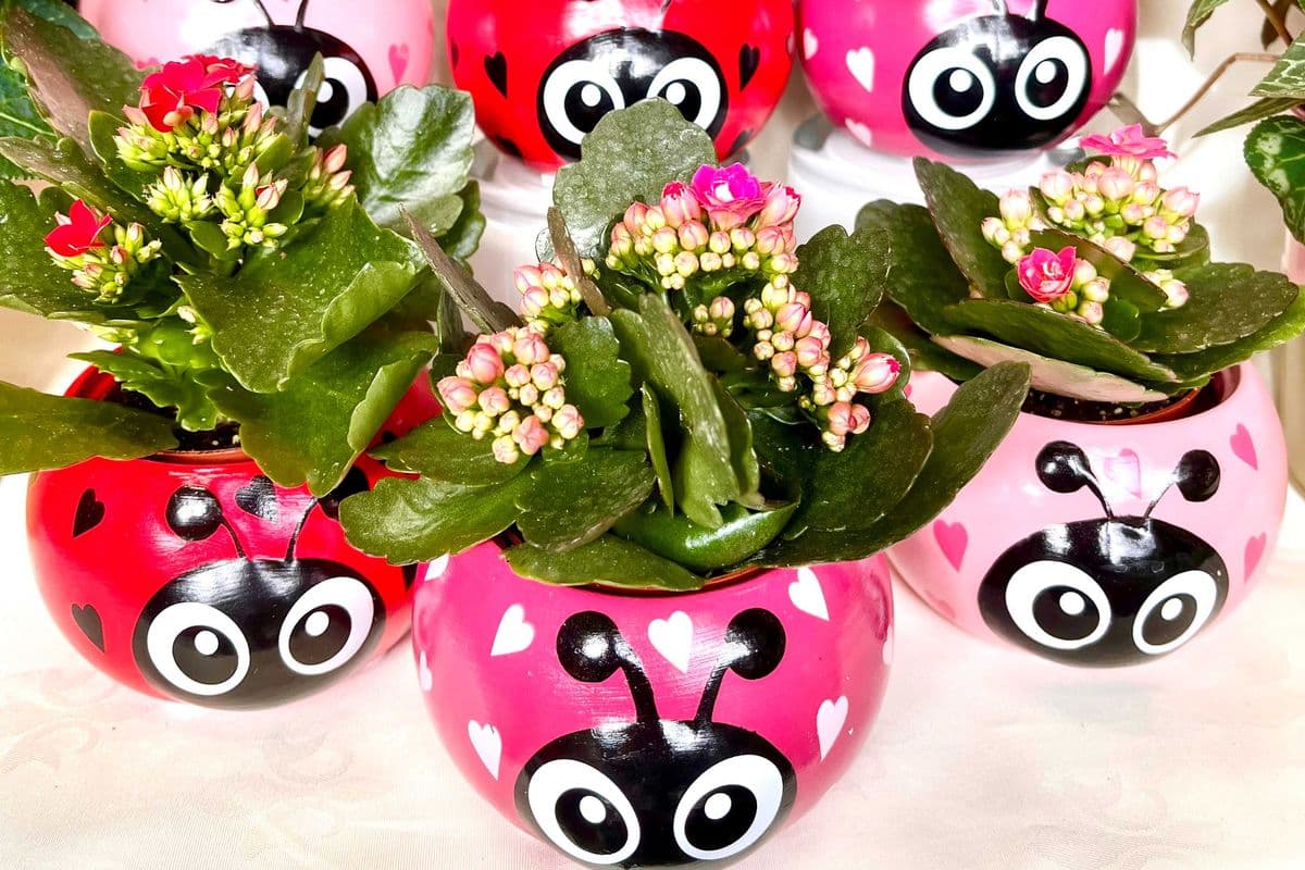 Lady Lovebug Kalanchoe
