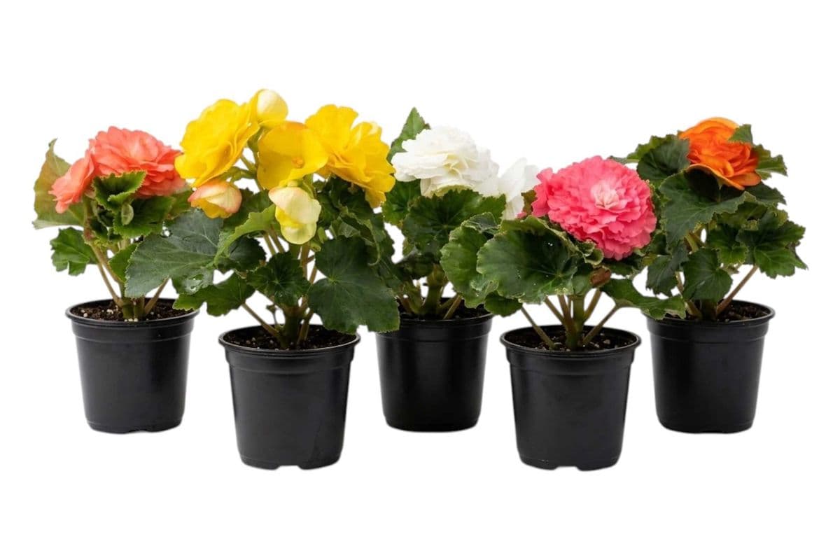 Assorted Begonia (3.5 Inch Pot) - 5 Per Pack