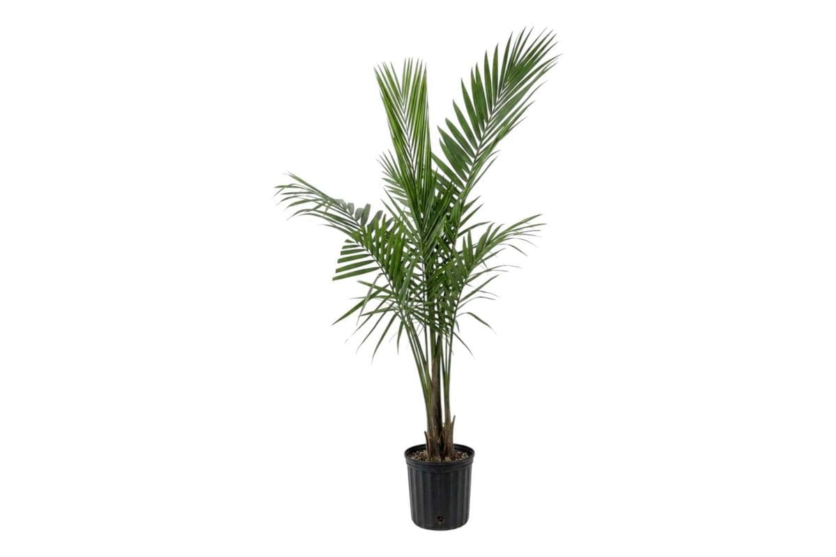 Majesty Palm - 10 Inch Pot