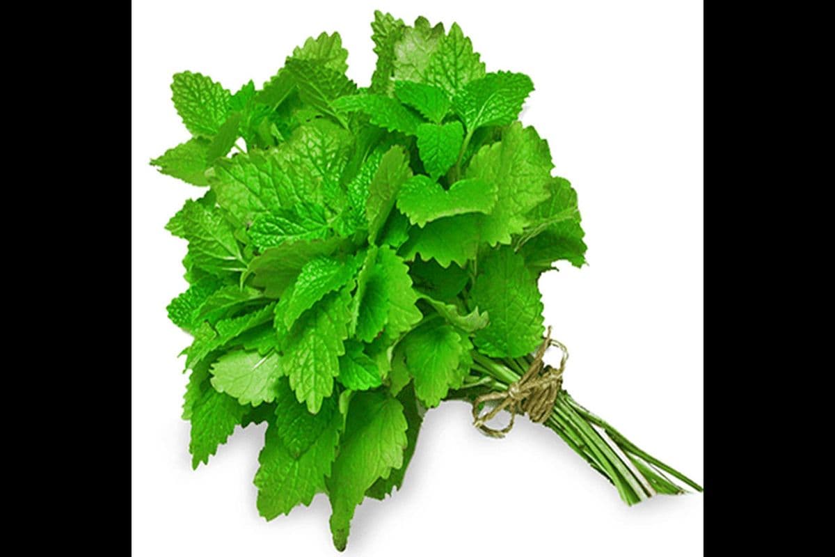 Menthe (1) / Mint (1)