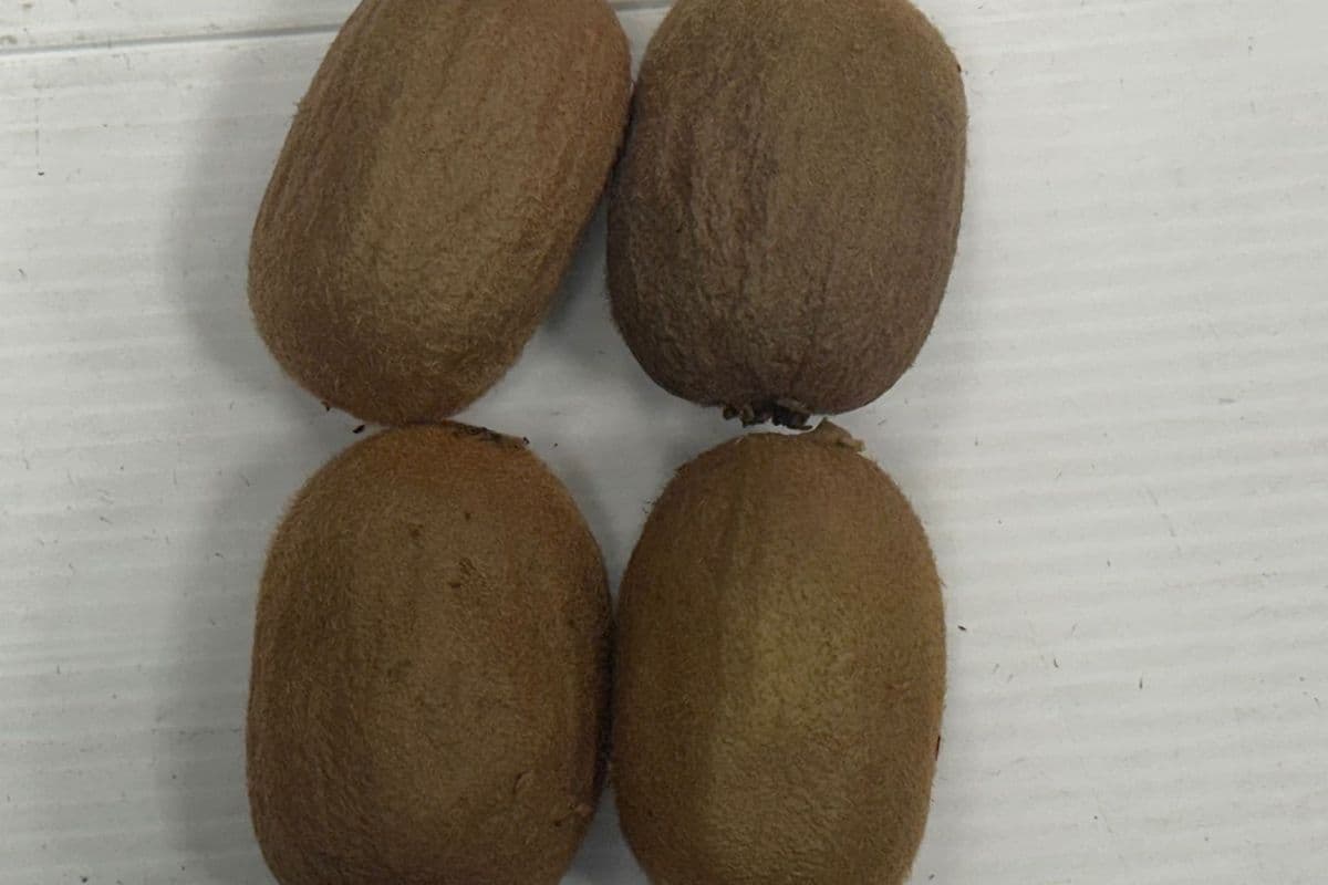 Kiwi -OUT of stocks (each)
