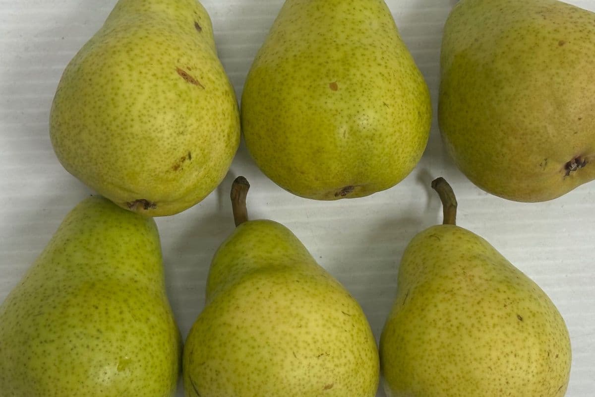 Bartlett Pears $1.99/Lb (1lb)