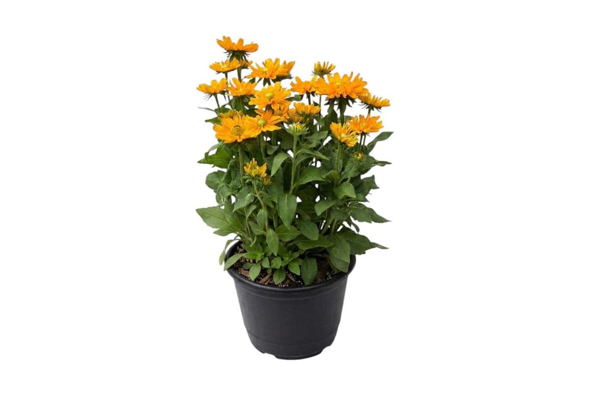 Sunbeckia - 12 Inch Pot