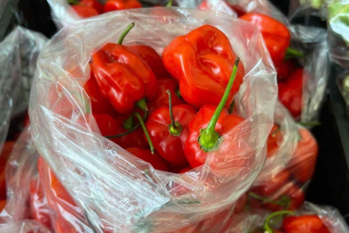Frozen Moruga Peppers – Individual
