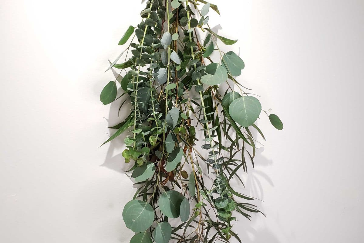 Eucalyptus Shower Spray