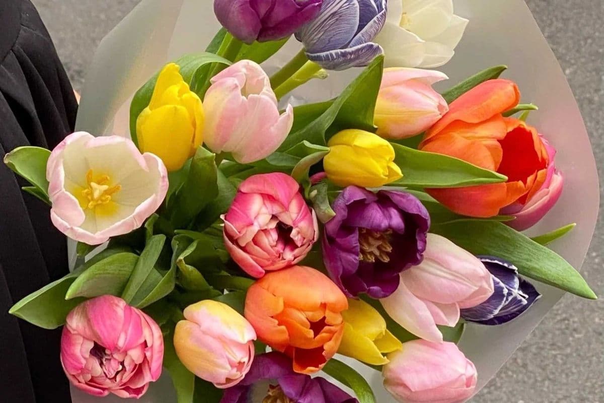 Mix Tulip Bouquet - Small (20 Stems)