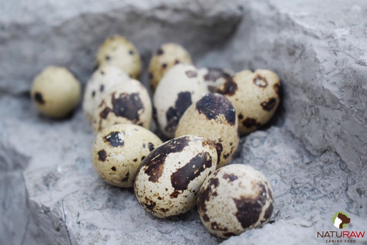 Quail Eggs (18 eggs)