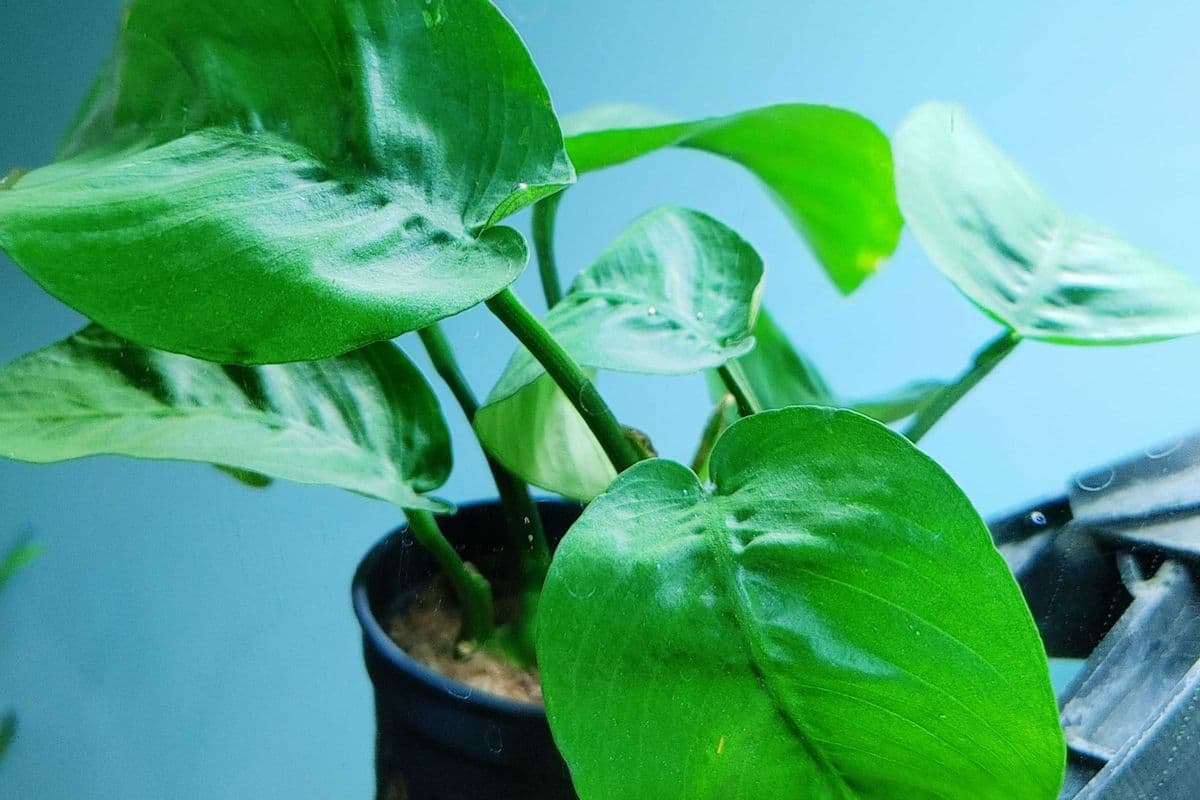 Live Plant - Anubias (1 Plant)