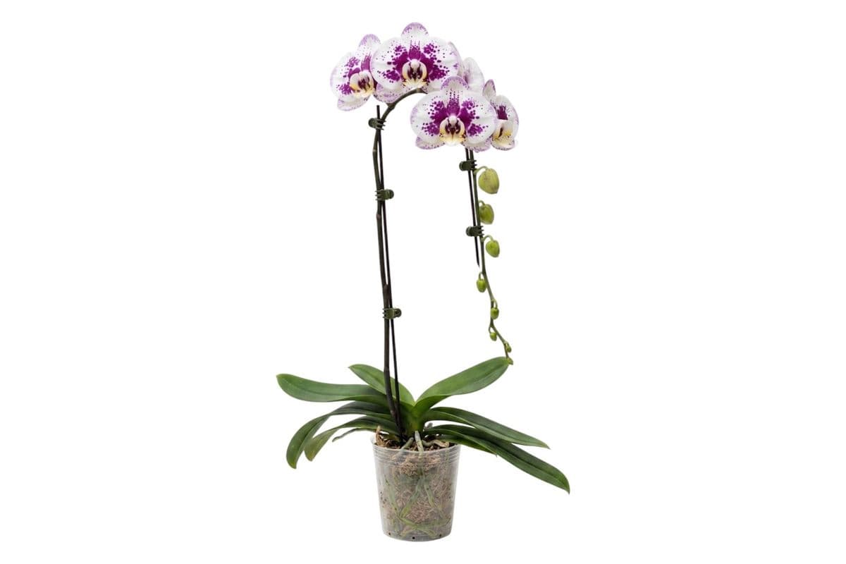 White With Purple Spots Single Stem Cascading Orchid - 5 Inch Pot