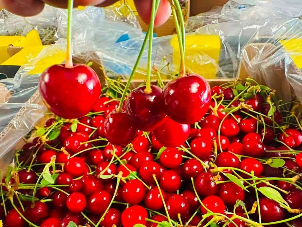 Sour cherries 1lb
