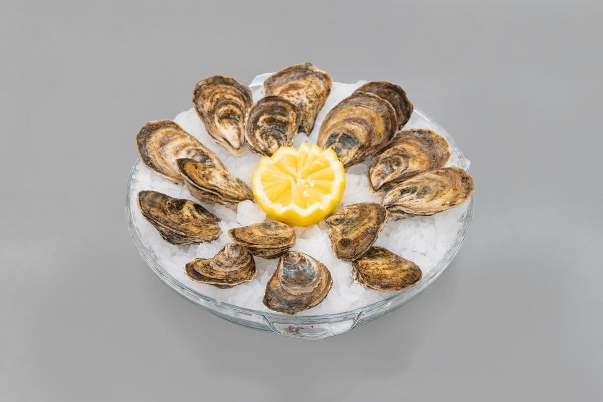 Live East Coast Oysters (1 dozen)