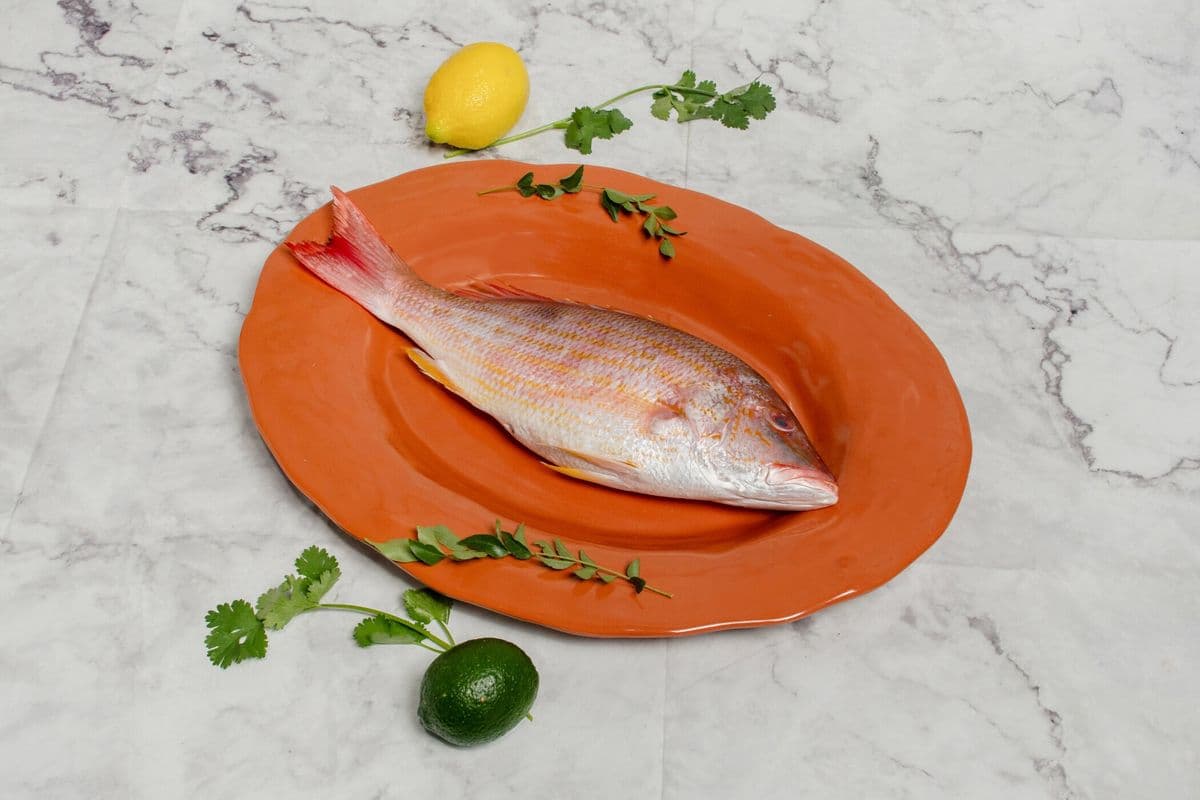 Lane Snapper Small ( 2lb)