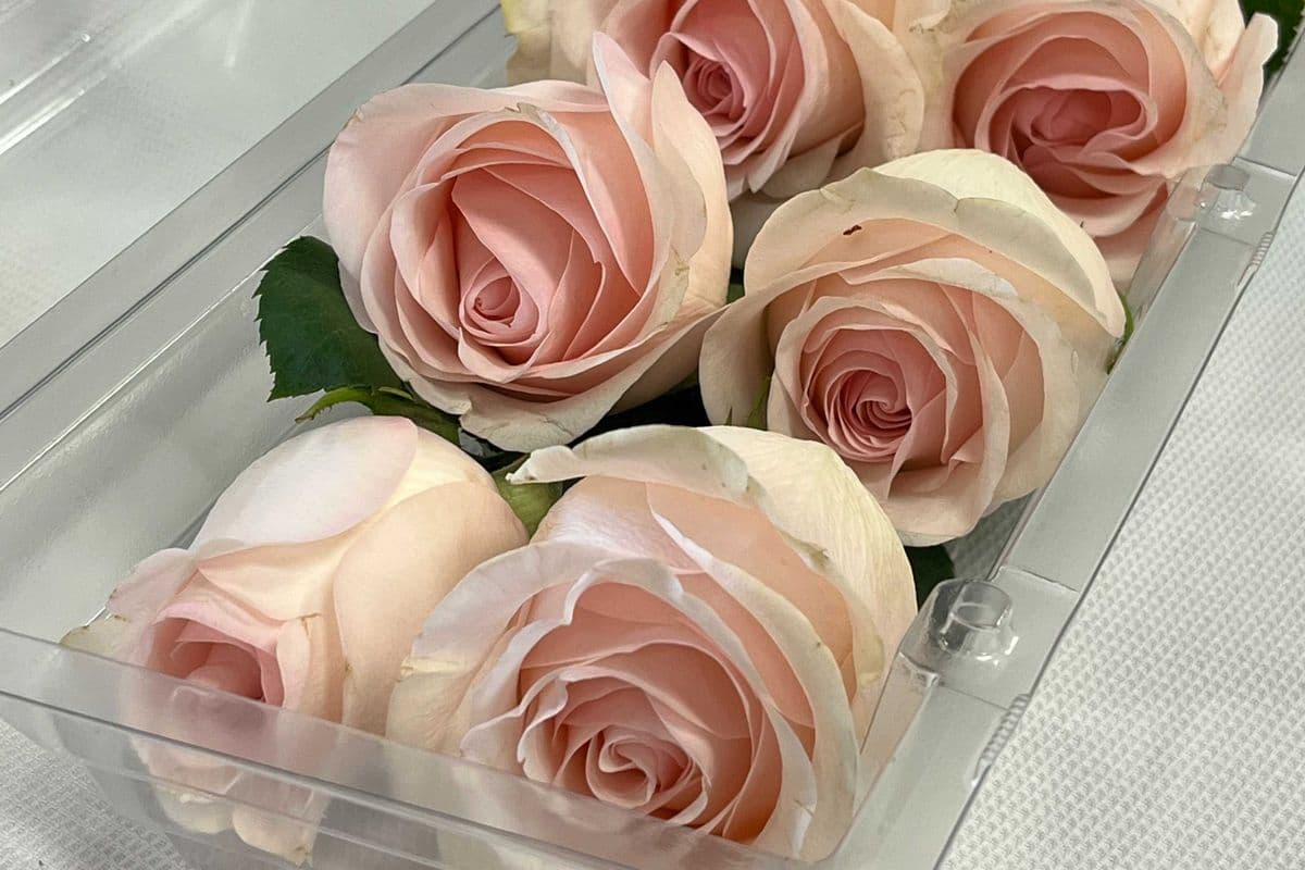 Six Pink Roses in Clear Box