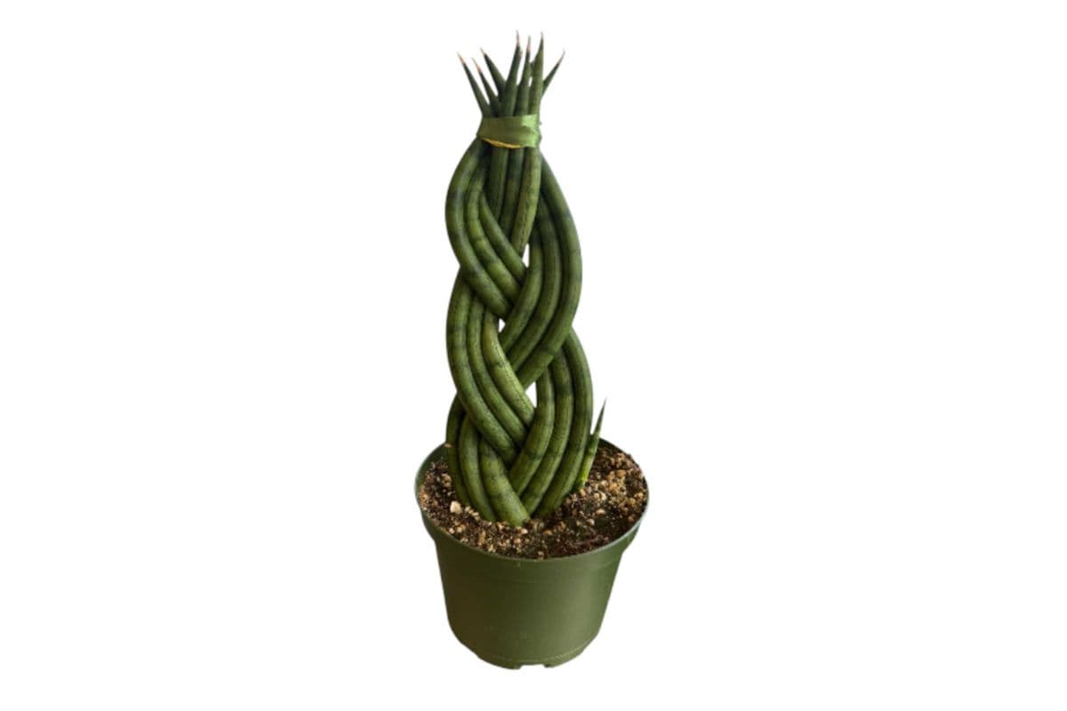Braided 'Cylindrica' Snake Plant - 6 Inch Pot