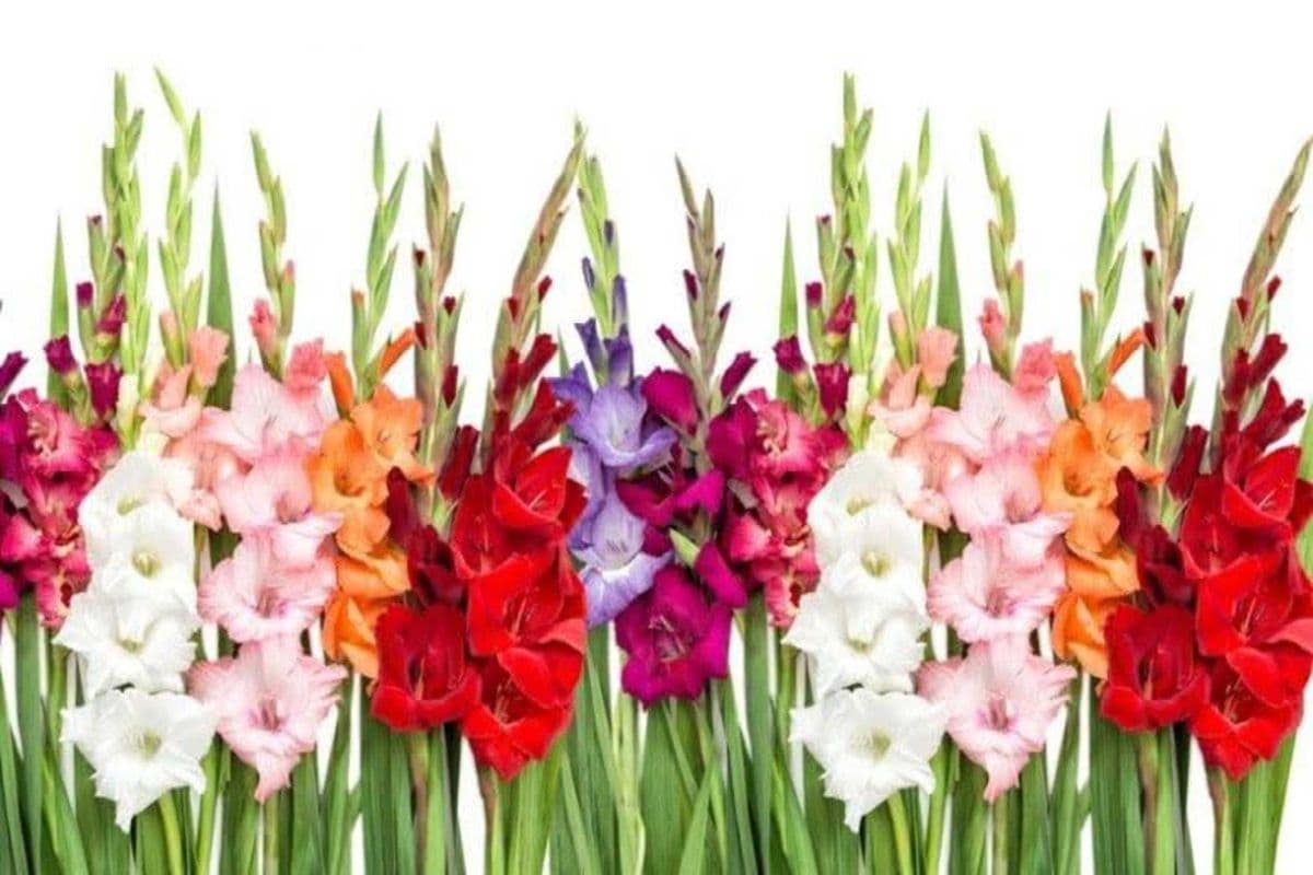 Gladiolus - 5 Stems