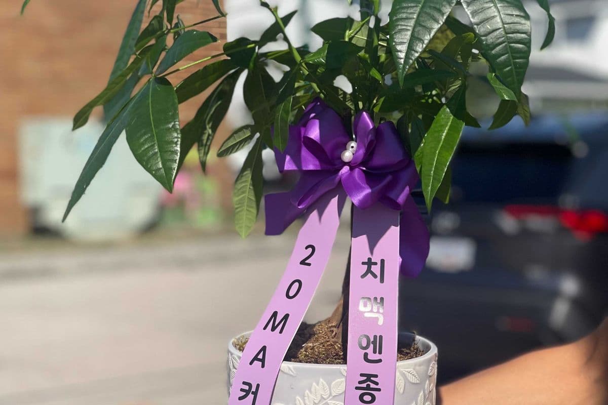 Money Tree