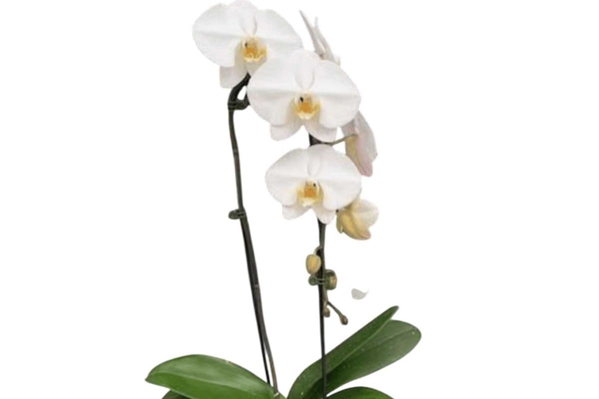 White Single Stem Cascading Orchid - 5 Inch Pot