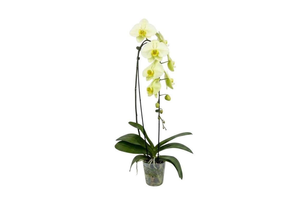 Green Single Stem Cascading Orchid - 5 Inch Pot