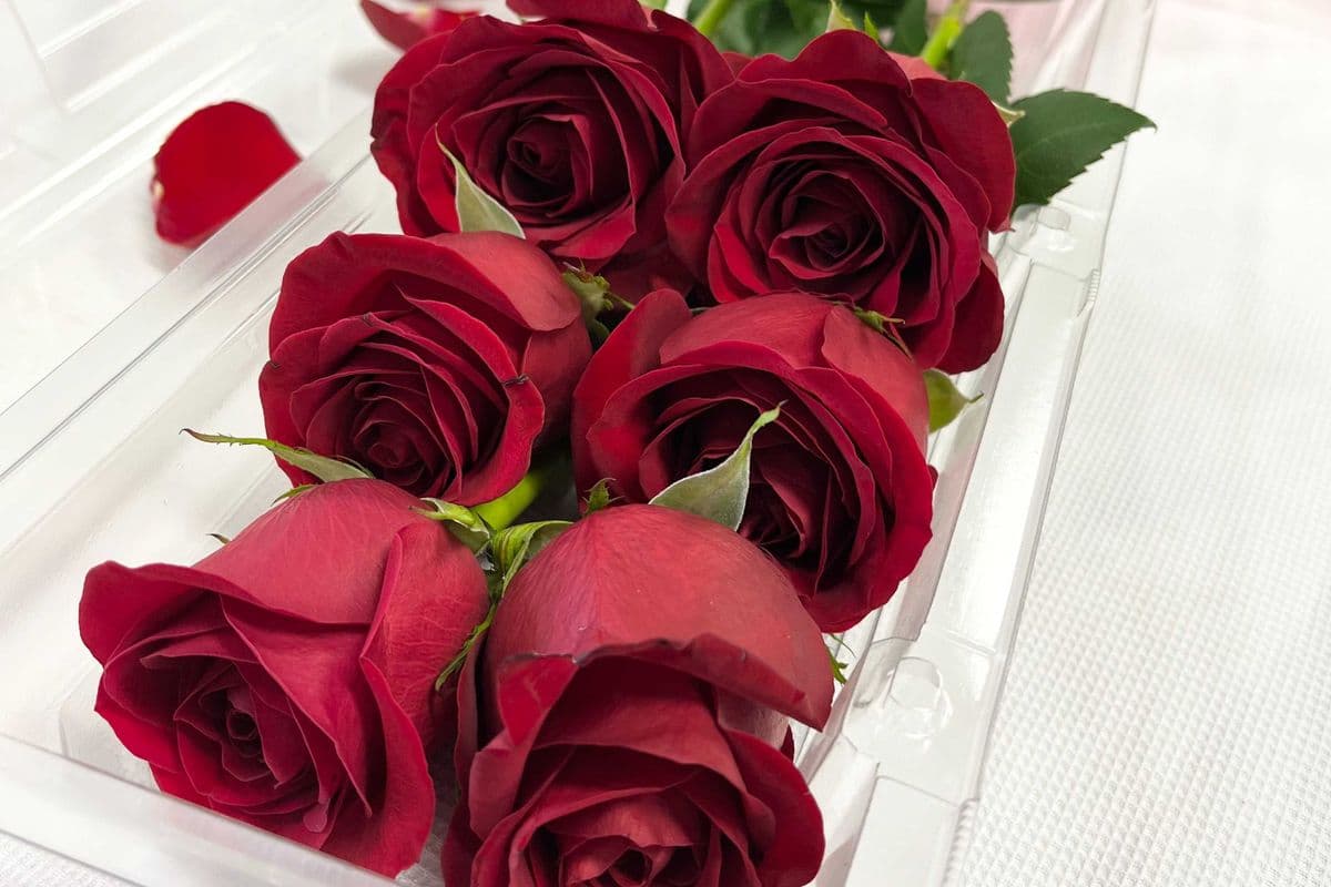 Six Red Roses in Clear Box