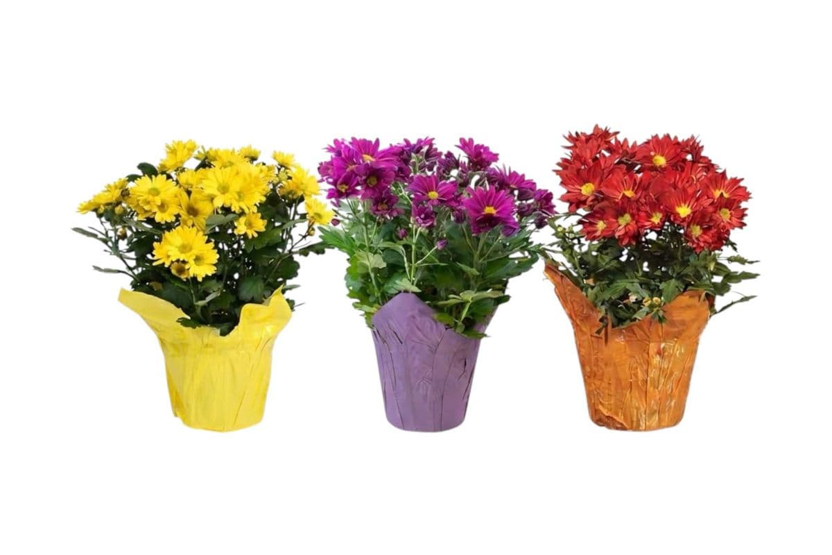 Chrysanthemum - 6 Inch Pot