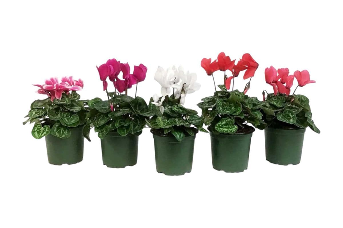 Cyclamen - 4 Inch Pot