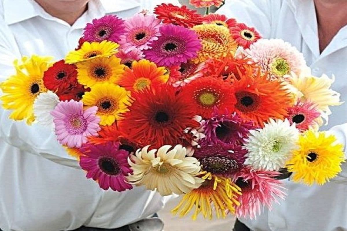 Gerbera Flowers (Assorted Colors)