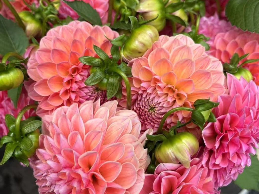 Flowers - Dahilia Coral (bunch)
