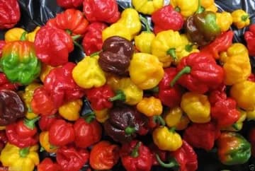 Aragoz Fire Sauce